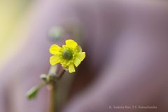 Ranunculus hirtellus